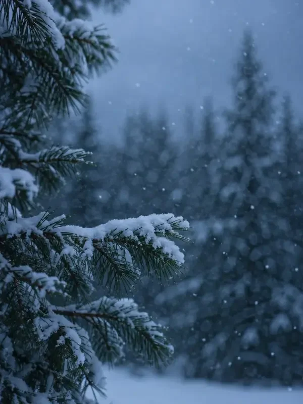 短剧《雪落针叶时》封面 - 森林治愈山系治愈短剧